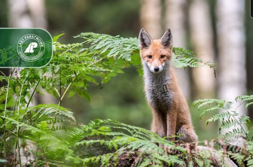 Szczepienie lisów wolno żyjących przeciwko wściekliźnie